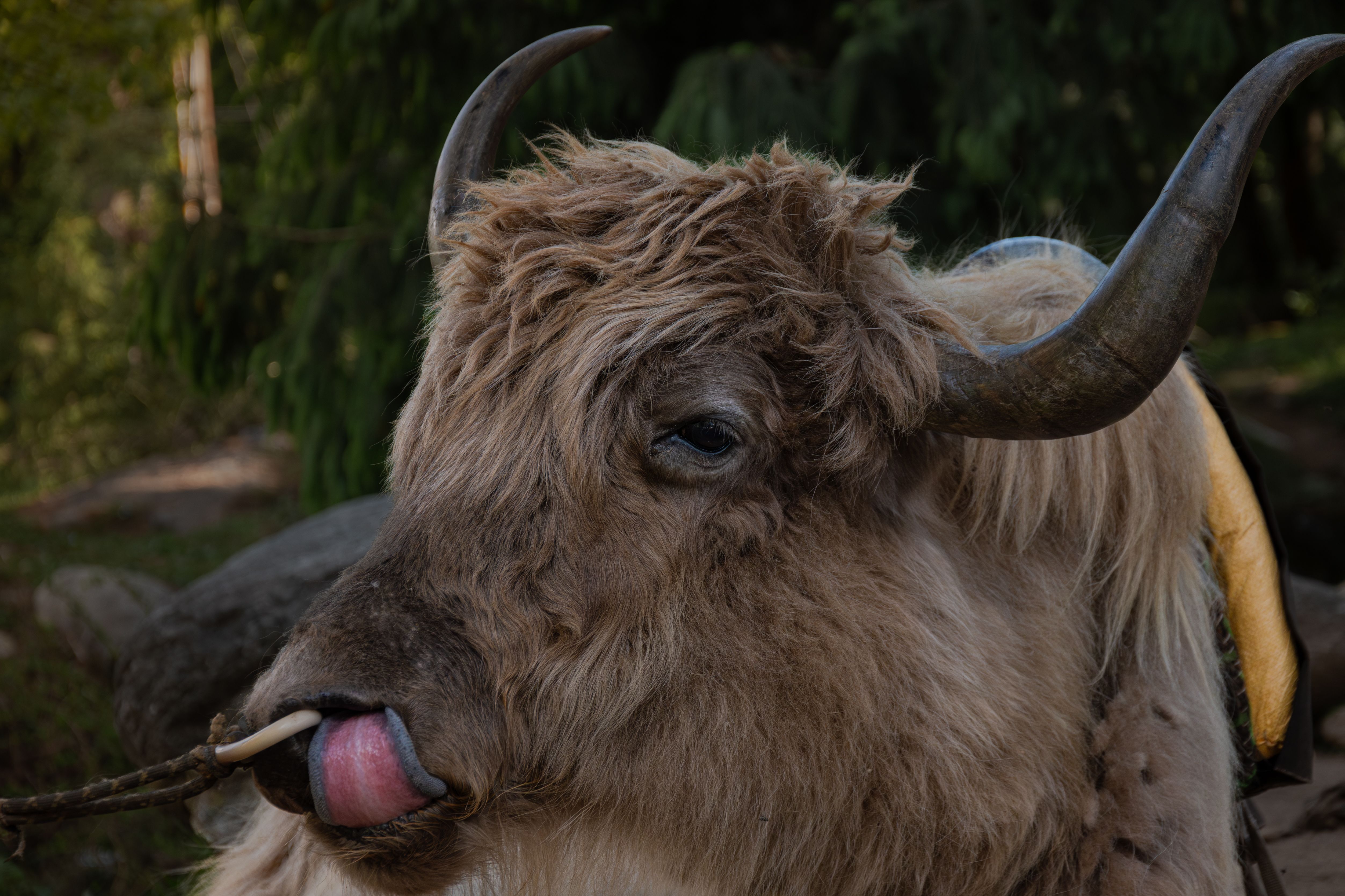 close-up-of-a-yak-on-a-pasture-free-stock-photo