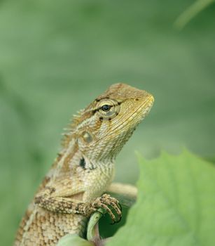 chameleon photo