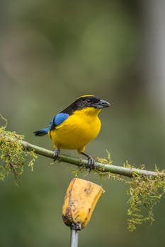 Close-up of a Blue-Winged Mountain Tanager on a branch in Cali, Colombia.