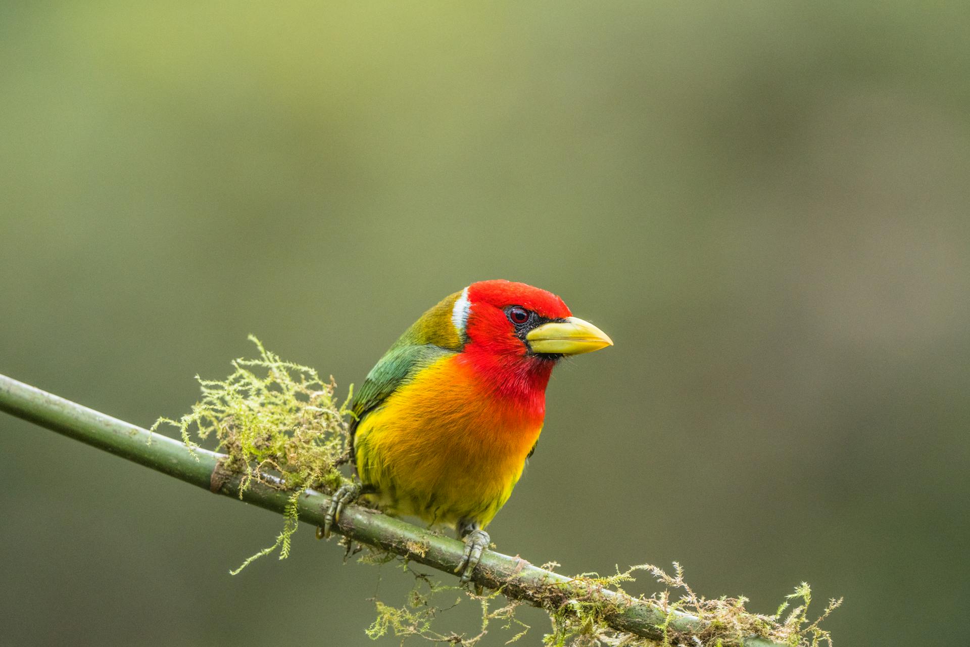 Red Headed Barbet