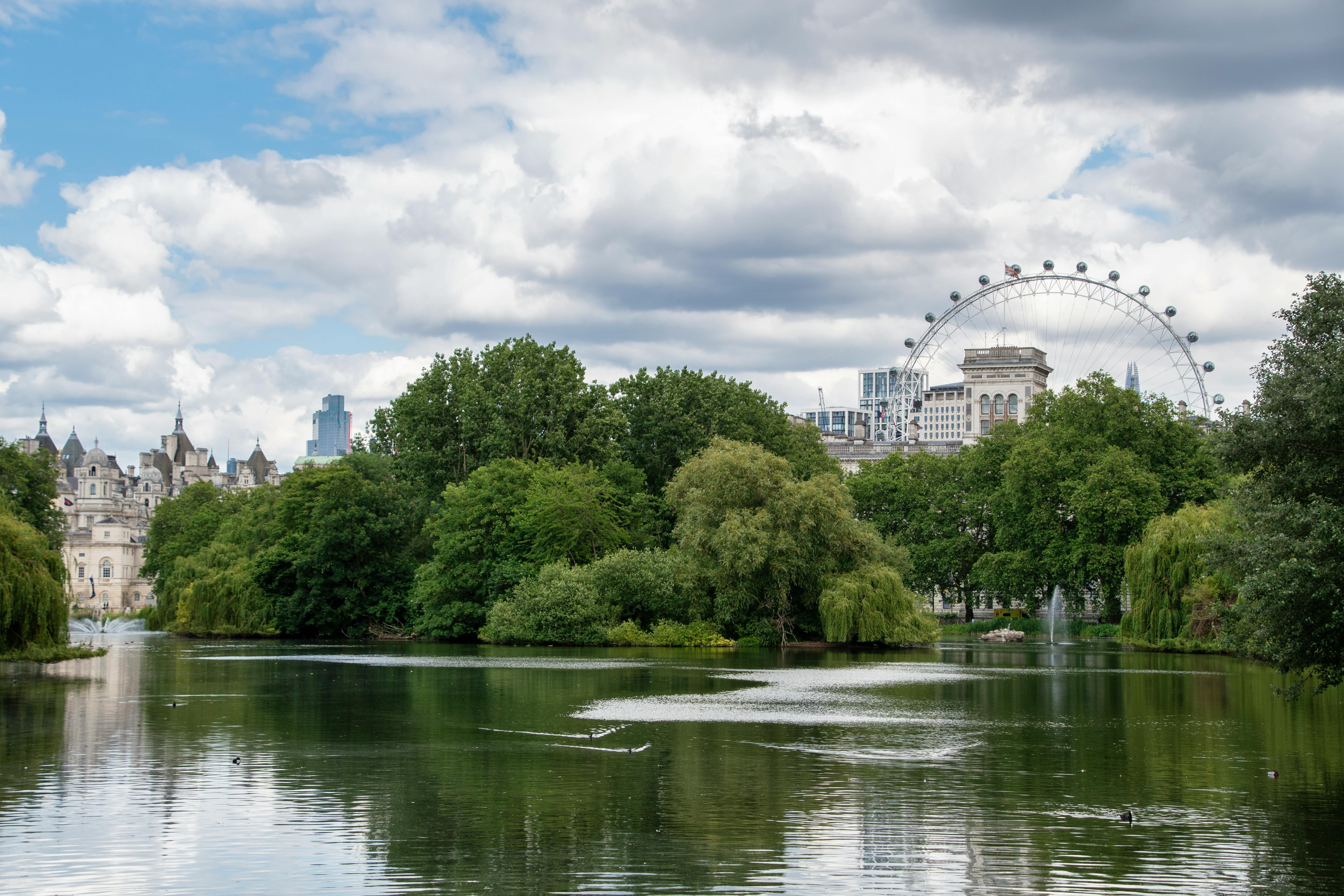 Trees by Thames in London