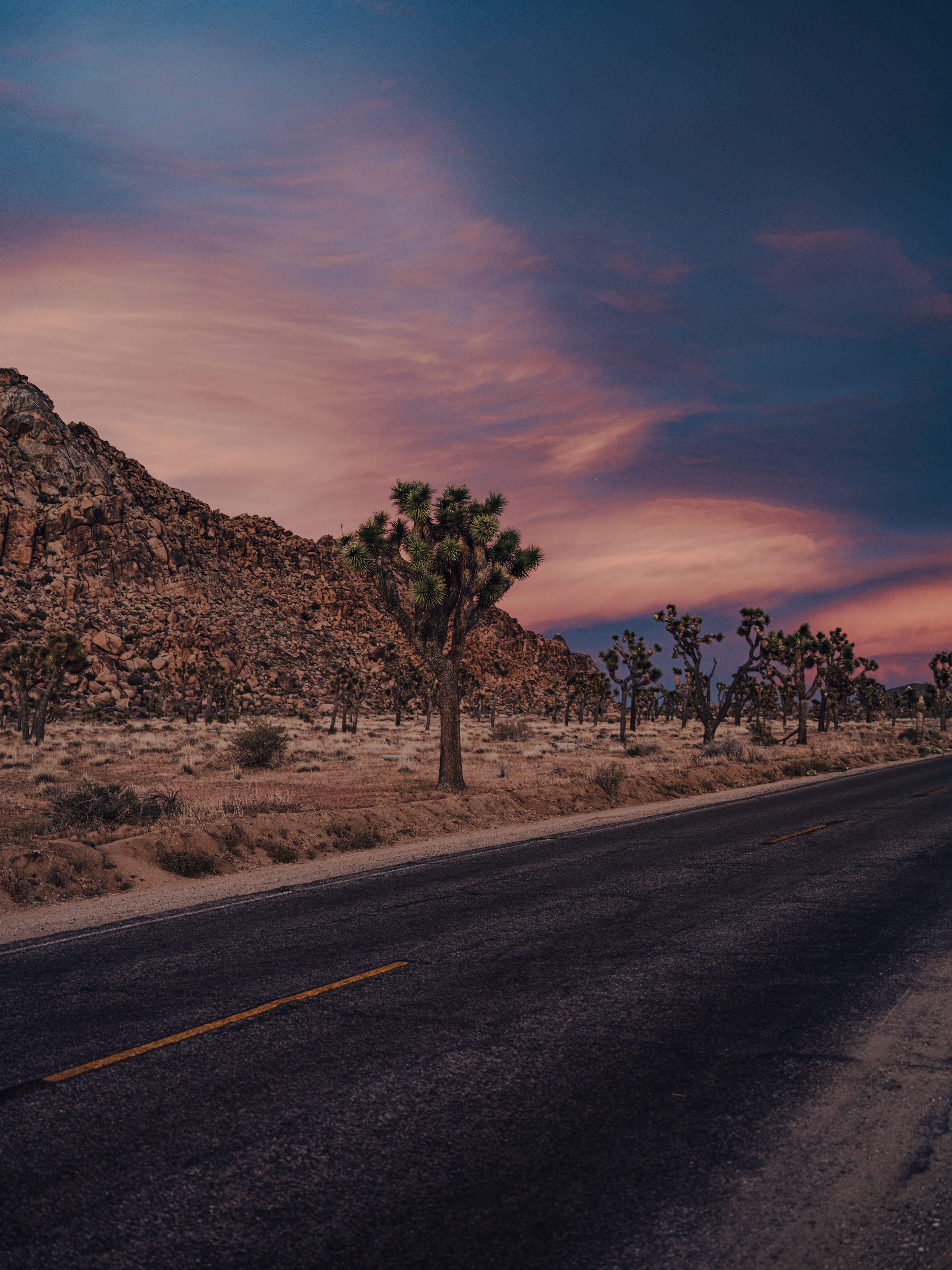 Beautiful view of a desert road and Joshua trees at sunset in California's Joshua Tree National Park.