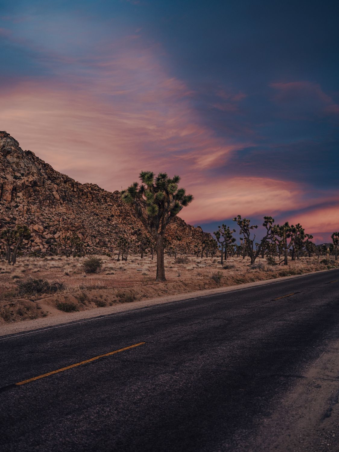 Beautiful view of a desert road and Joshua trees at sunset in California's Joshua Tree National Park.