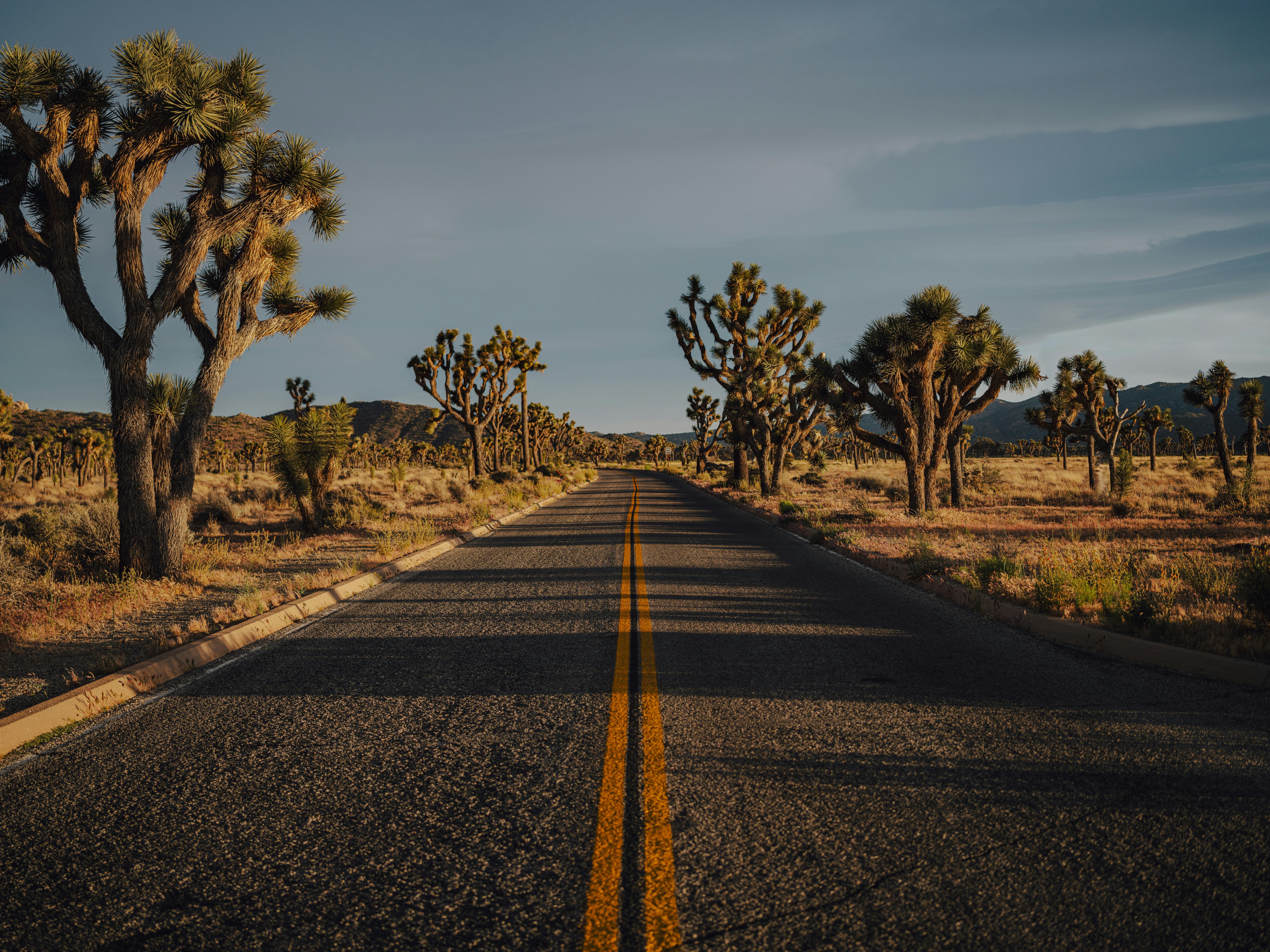 Free Joshua tree national park, california Stock Photo