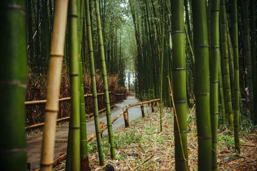 Free A tranquil walkway surrounded by towering bamboo in a lush forest setting Stock Photo