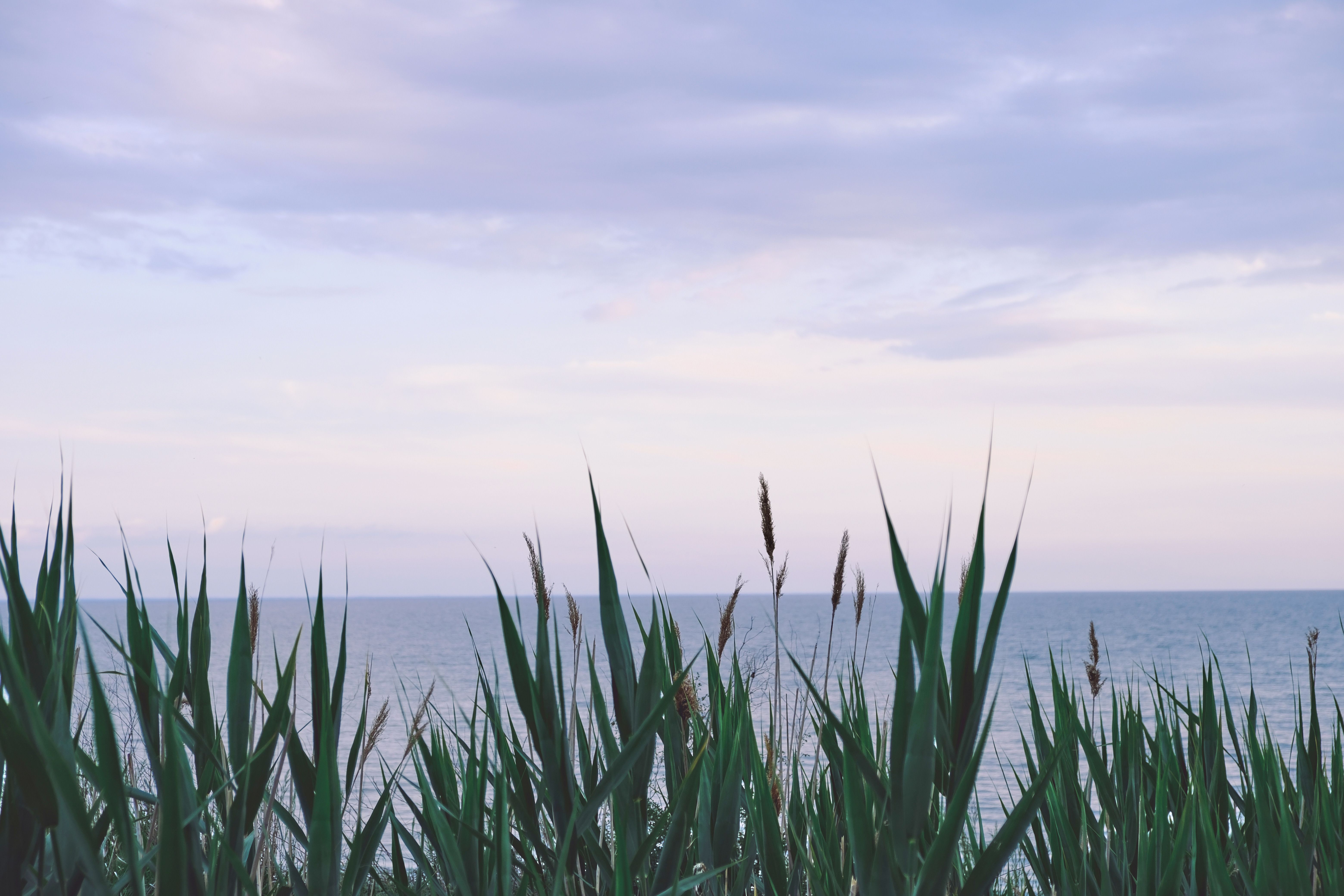 Rushes on Sea Shore · Free Stock Photo