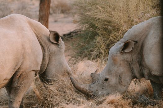 Two rhinos grazing in the wild at Okaukuejo, Namibia, showcasing natural wildlife.