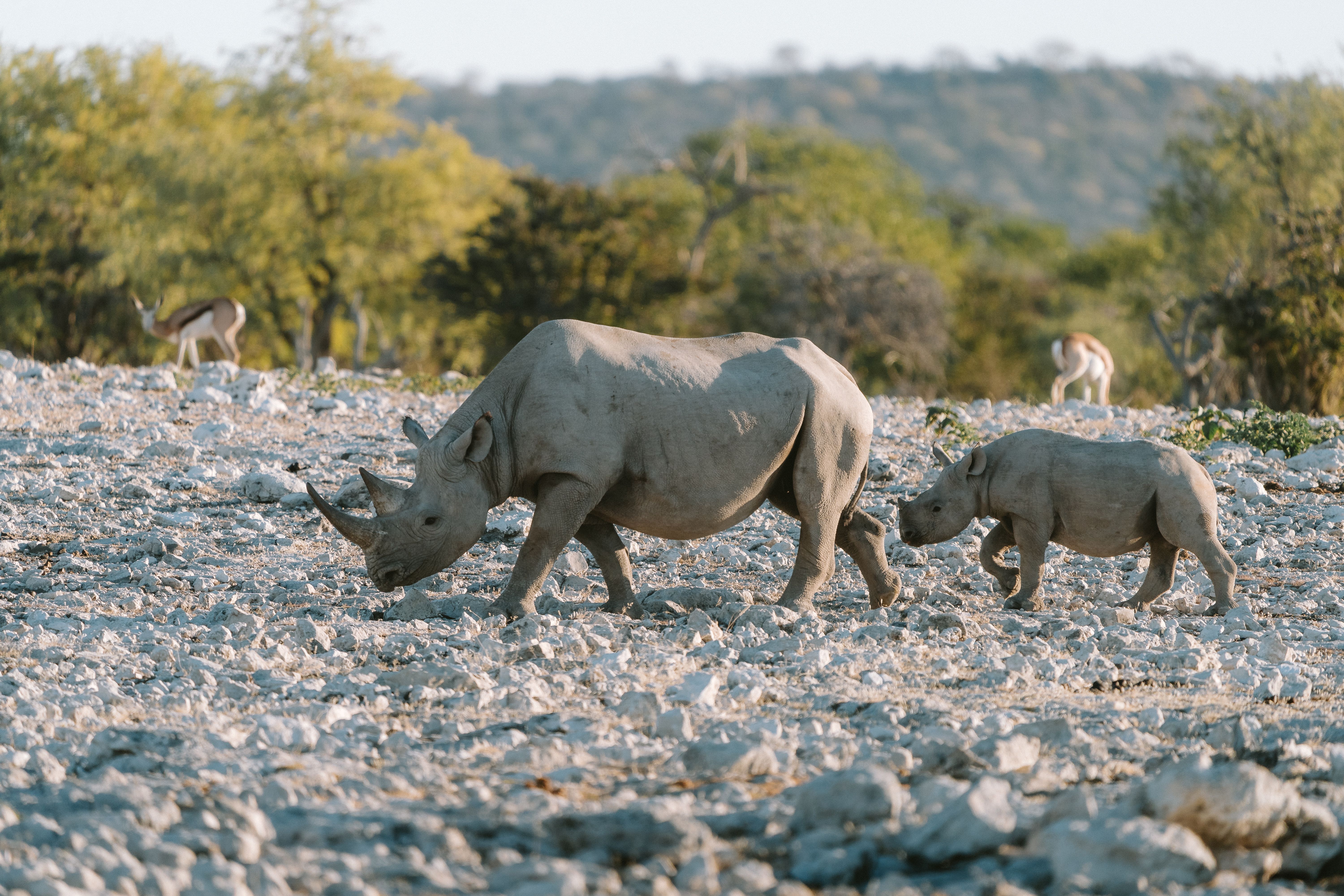 Ongava vs Onguma: Which Etosha Reserve to Choose?