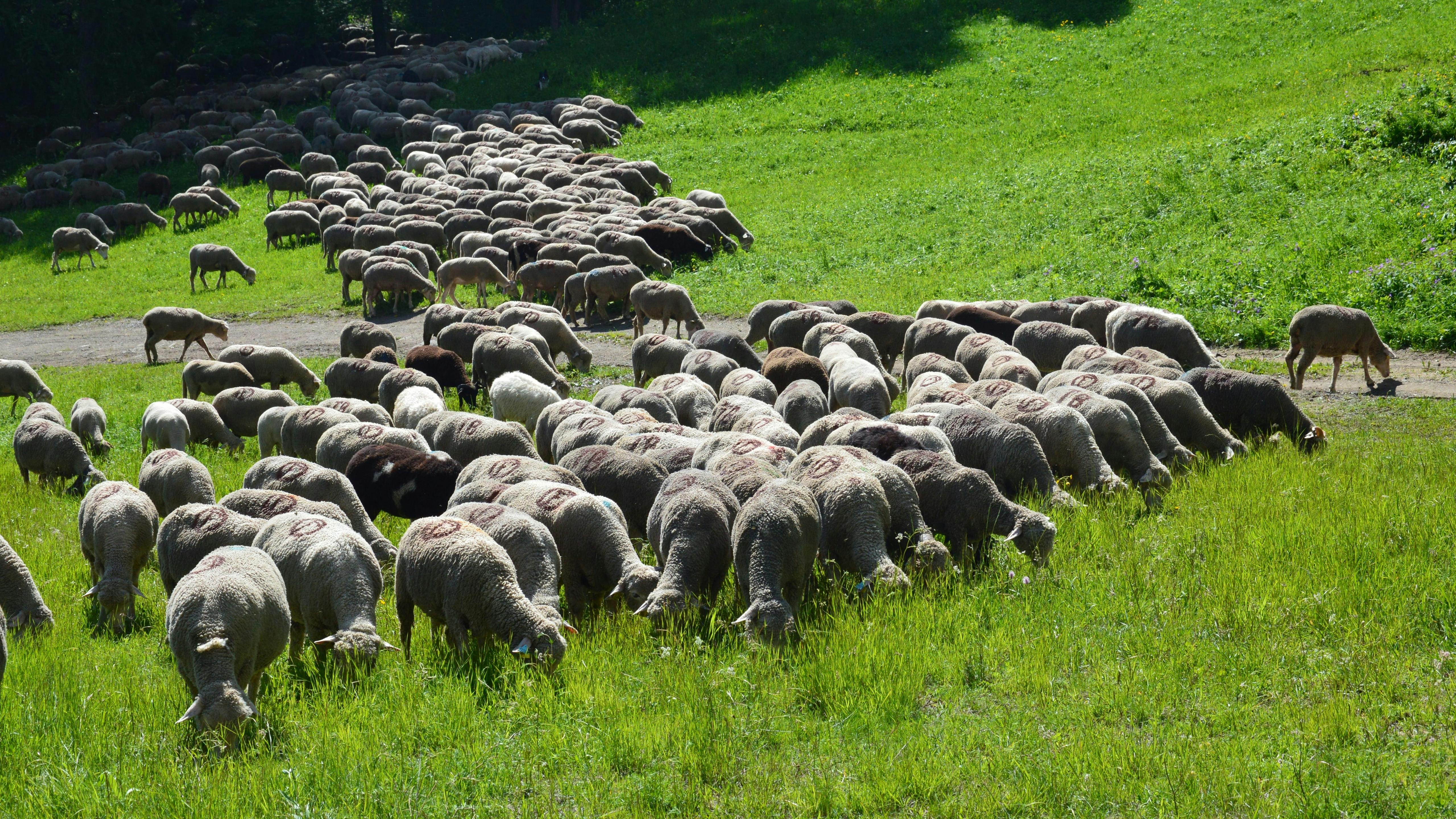 Urbandale amends contract with Flock camera company to improve data transparency — Photo by SlimMars 13 on Pexels