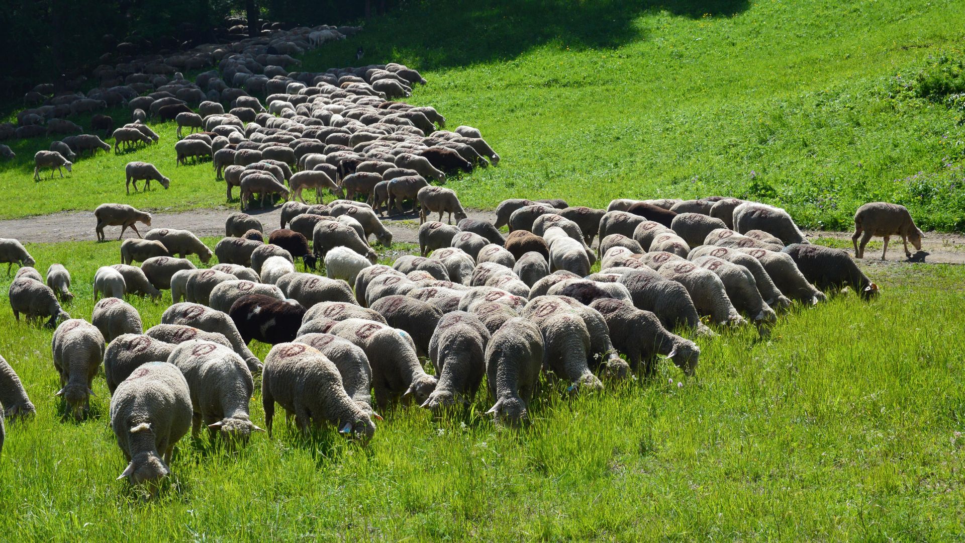 A large flock of merino sheep grazing in a lush green field in Provence, France.