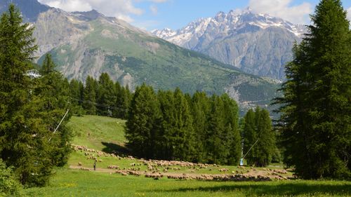 Free Flock of sheep grazing in lush mountain landscape of Puy-Saint-Vincent, France. Stock Photo