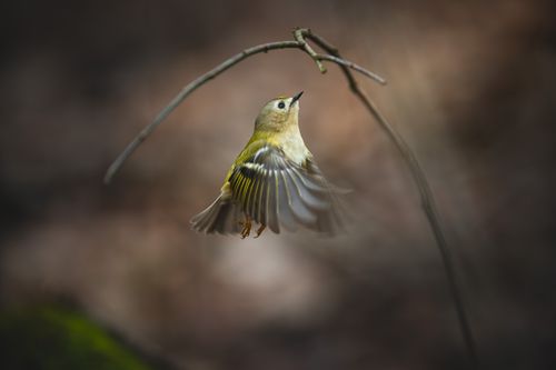 Yellow Warbler Mid-Flight in Natural Habitat · Free Stock Photo