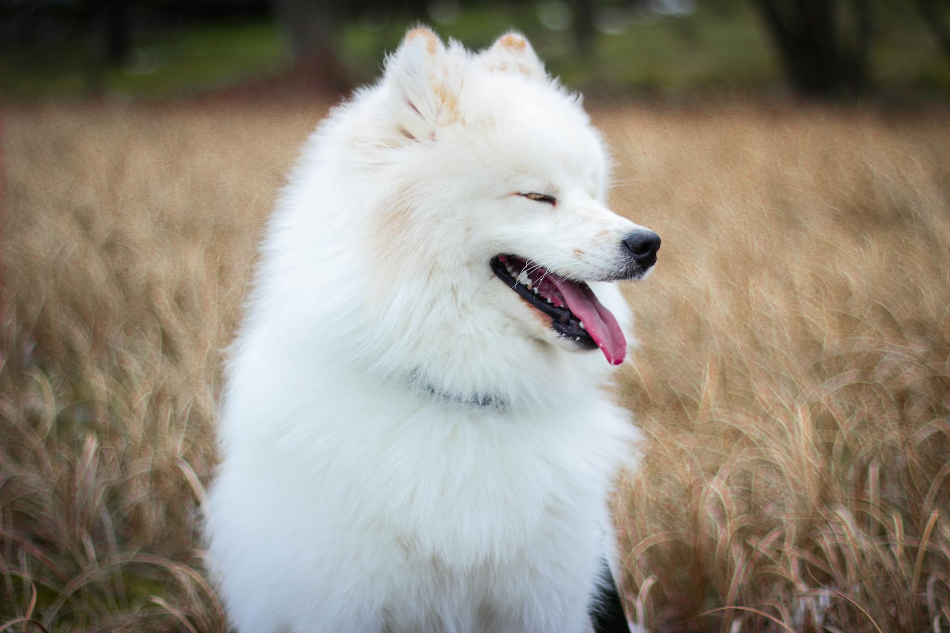 A Samoyed Dog Sitting on a Field