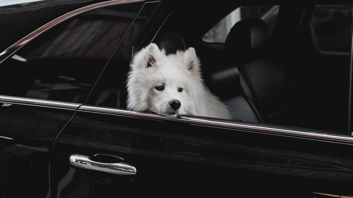 Nearly Half of US Pet Owners Adjust Travel Plans Over Accommodation Restrictions