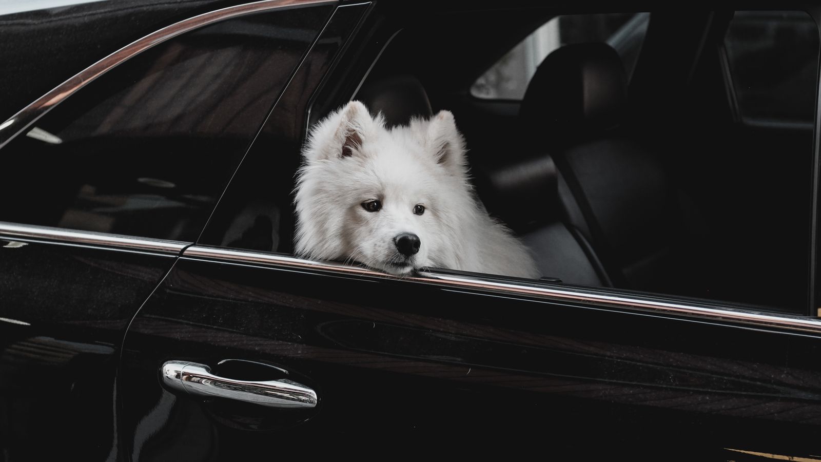 Nearly Half of US Pet Owners Adjust Travel Plans Over Accommodation Restrictions
