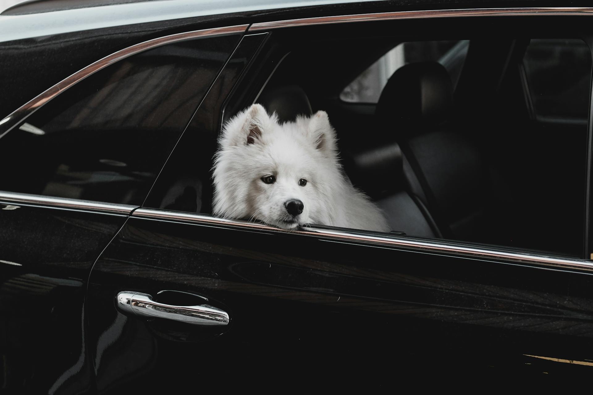 Samoyed Dog in Car Window