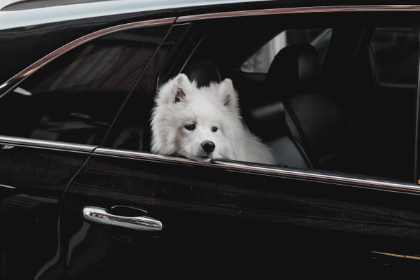 Köpek araç camından dışarı bakıyor