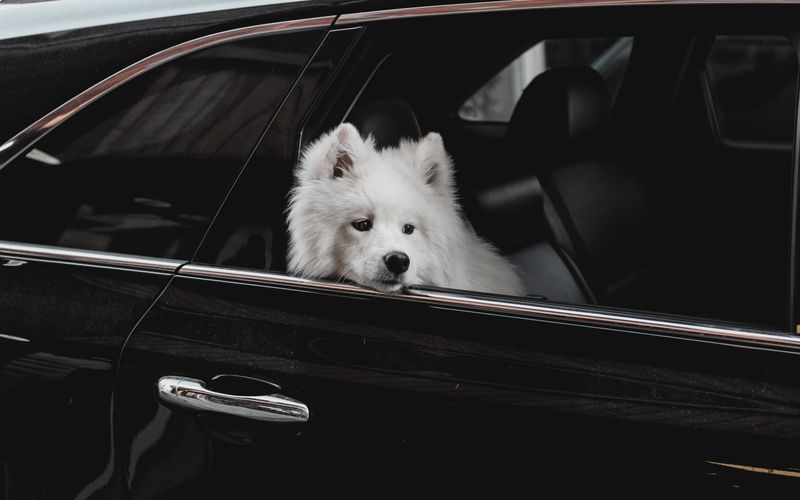 Nearly Half of US Pet Owners Adjust Travel Plans Over Accommodation Restrictions