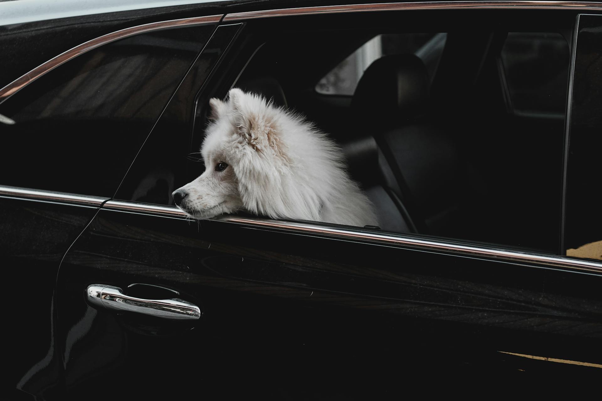 A Samoyed Dog Sitting in the Backseat of a Car