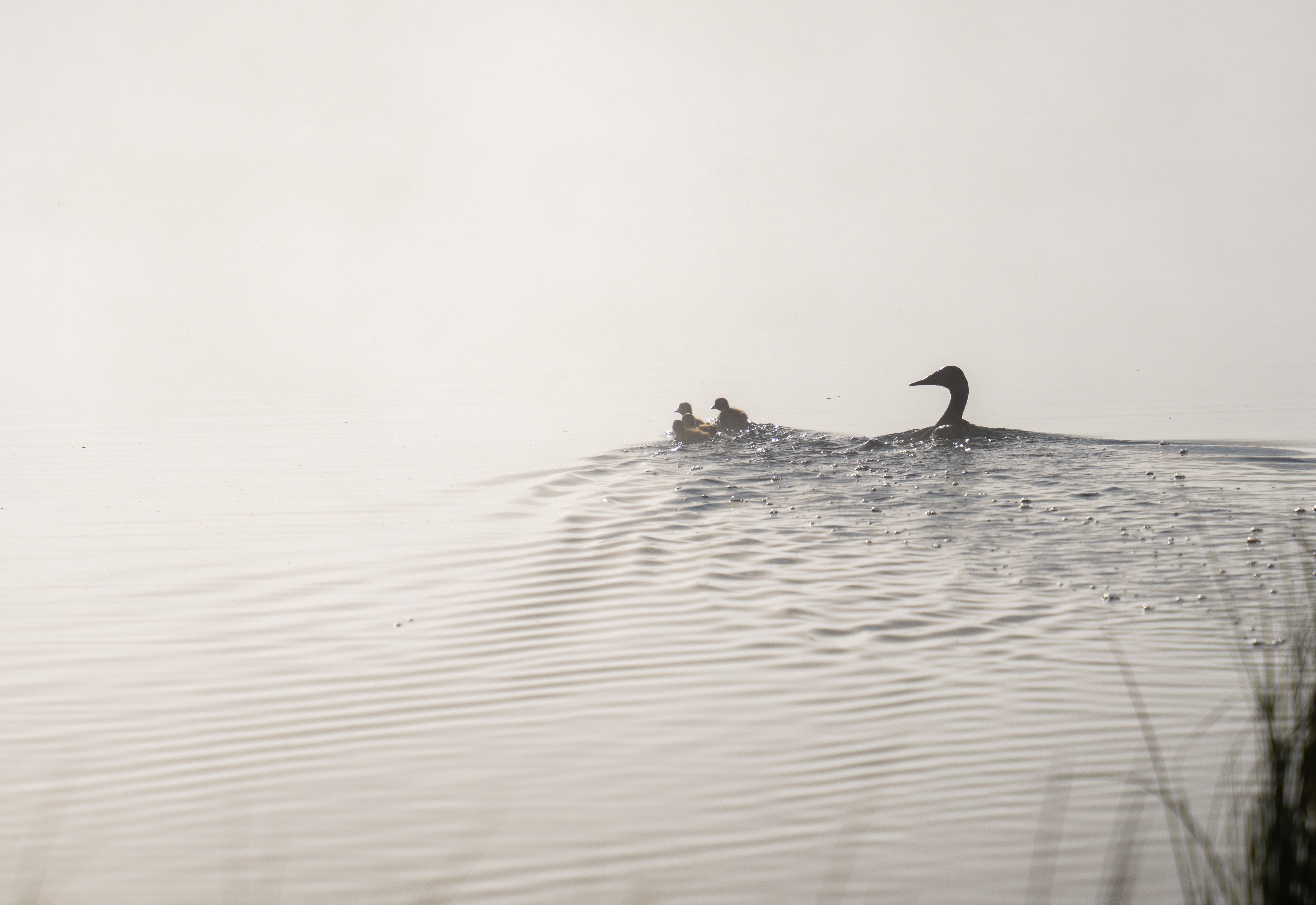Artwork for Cold Plunging & Mental Resilience: How 2 Minutes Can Transform Your Mind with Kris Rice