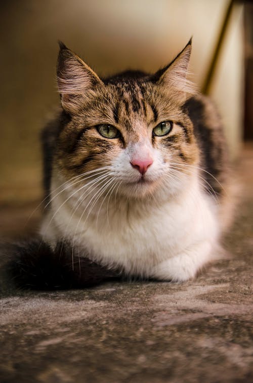 Kostenloses Stock Foto zu gato, große katze, kätzchen