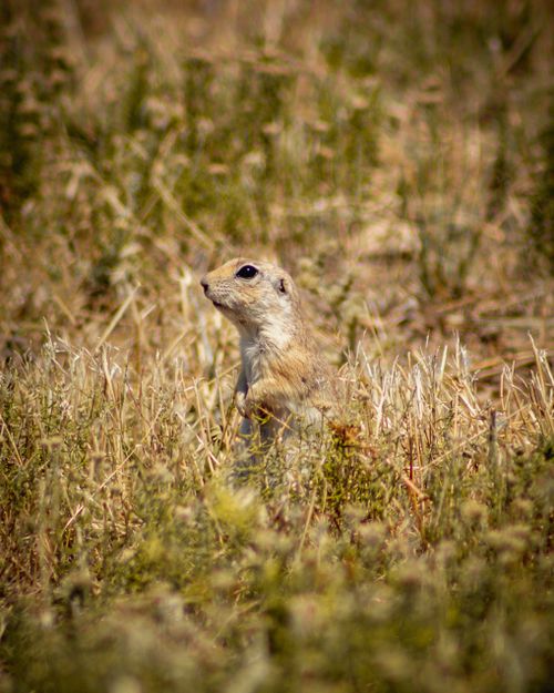 Free Close-up of a squirrel standing alert in a grassy field, showcasing its natural habitat. Stock Photo