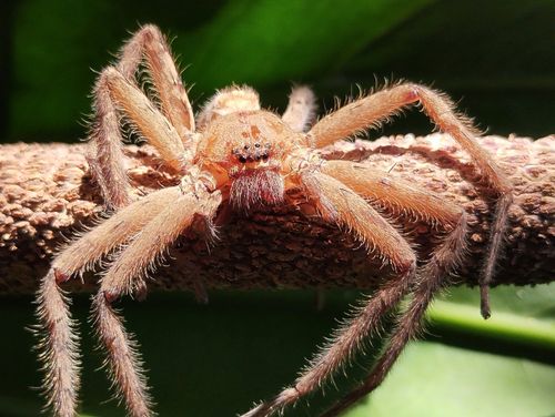 Free Small spider perched on leaves Stock Photo