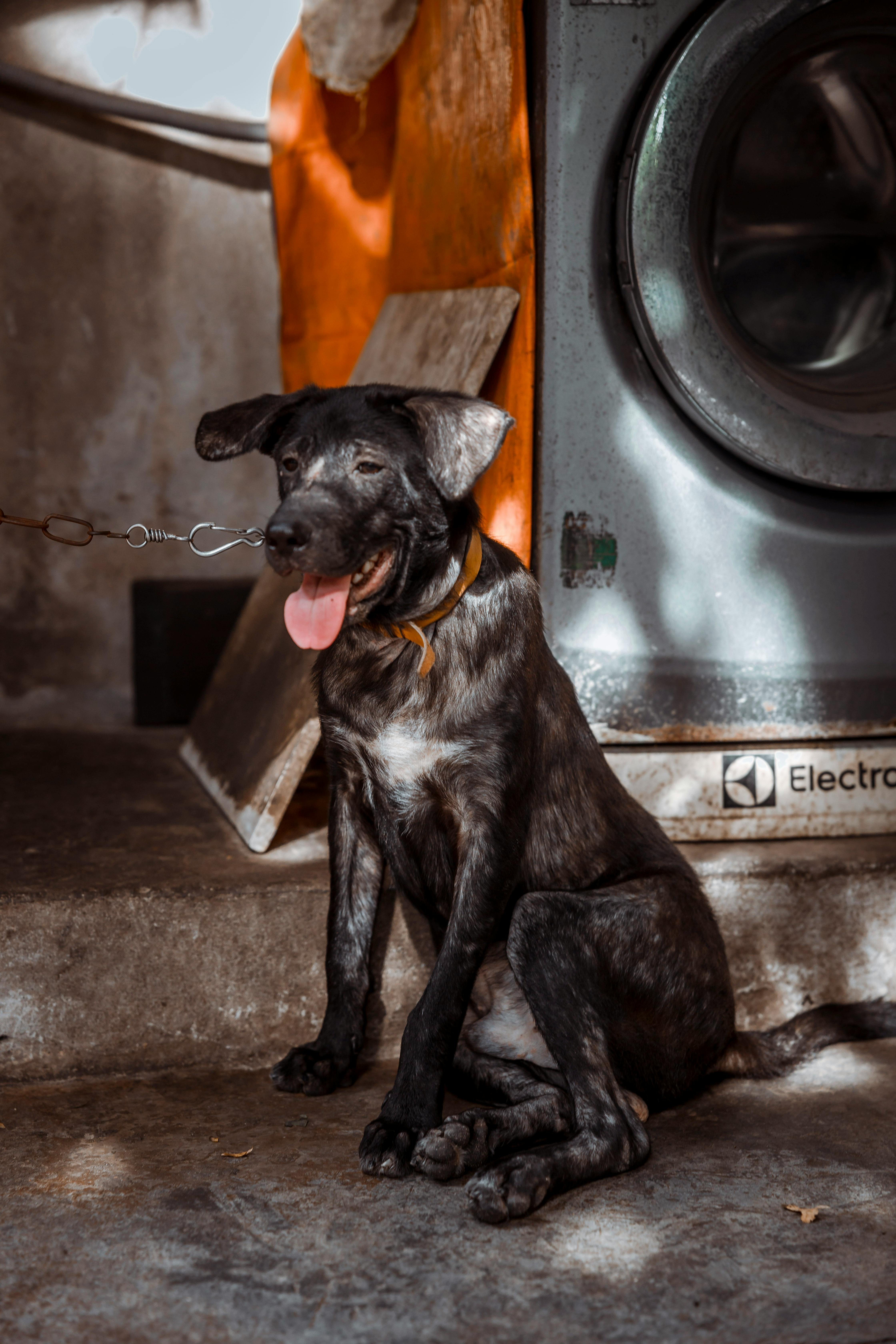A dog sitting in front of a washing machine