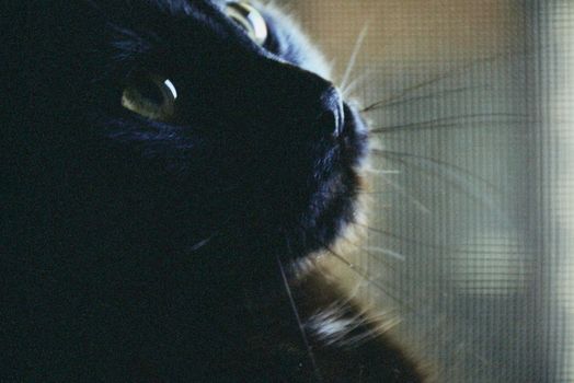 A dramatic close-up of a black cat gazing with bright eyes, capturing its elegance and mystery.