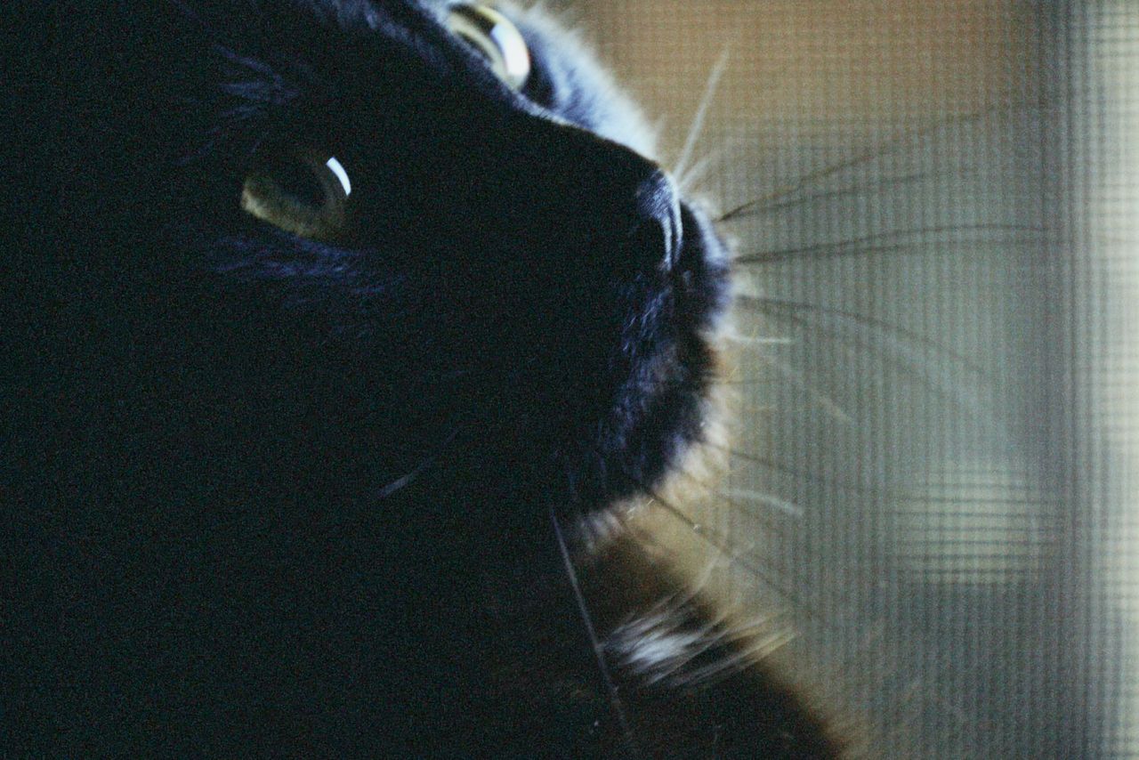 a dramatic close up of a black cat gazing with bright eyes capturing i