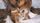 mountain lion