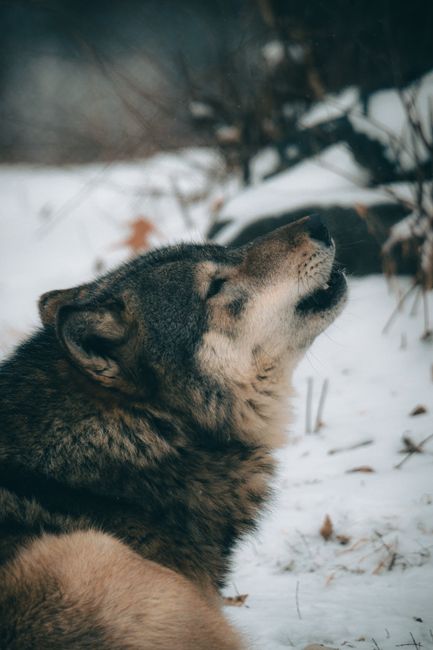 Close-up of a wild wolf howling in a snowy landscape during winter.