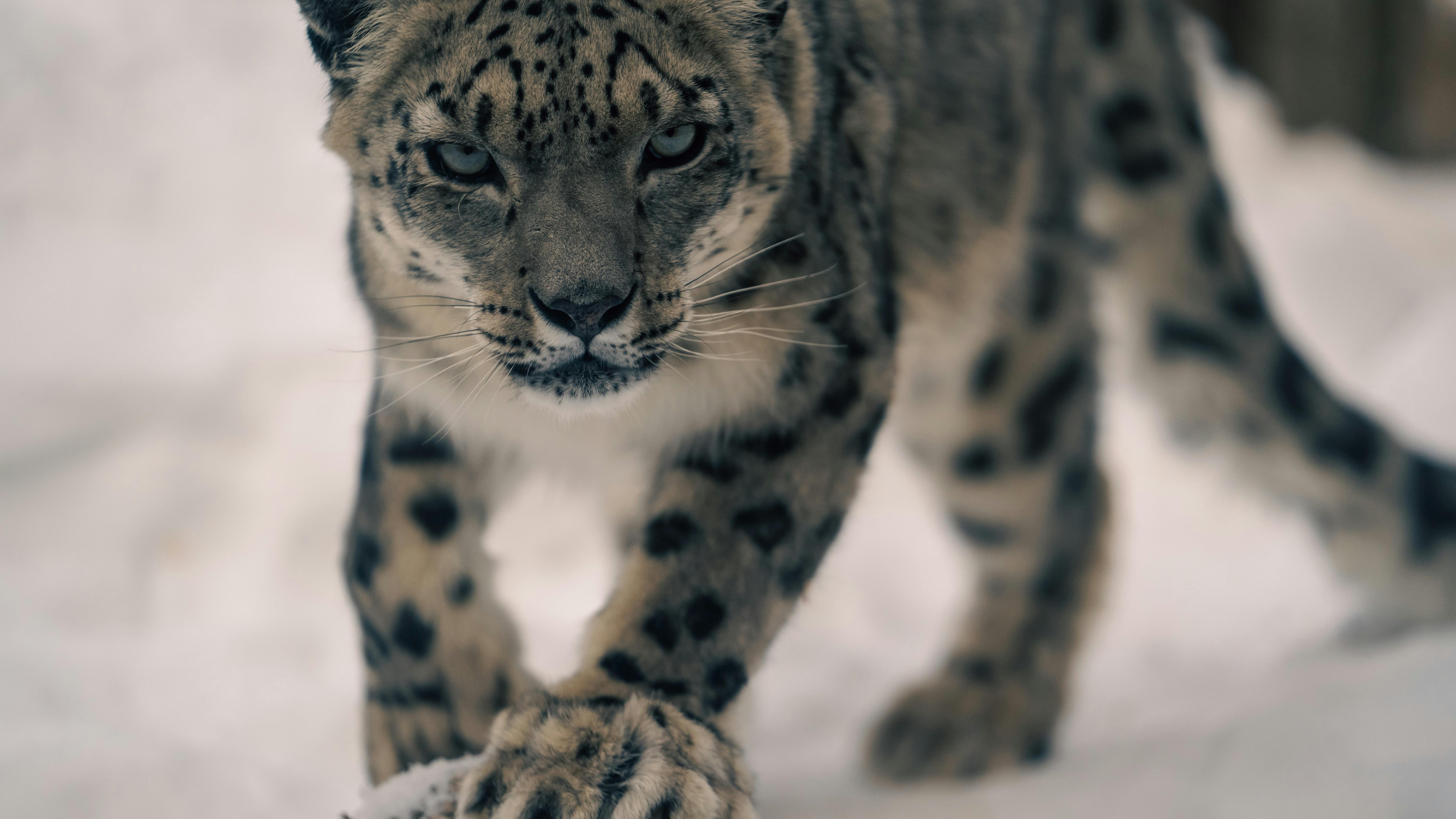 Intense snow leopard staring directly at the camera in natural habitat.