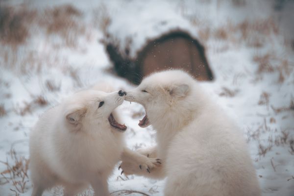 Two arctic foxes playing in fresh snow — Caleb Falkenhagen on Pexels