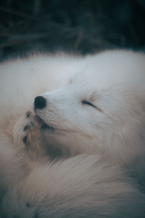 Free A serene arctic fox sleeping, captured in the wild, showcasing its fluffy fur and peaceful demeanor. Stock Photo