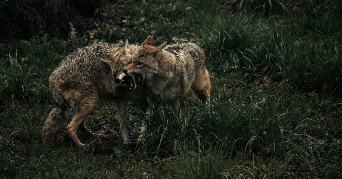 Anna High School Coyotes