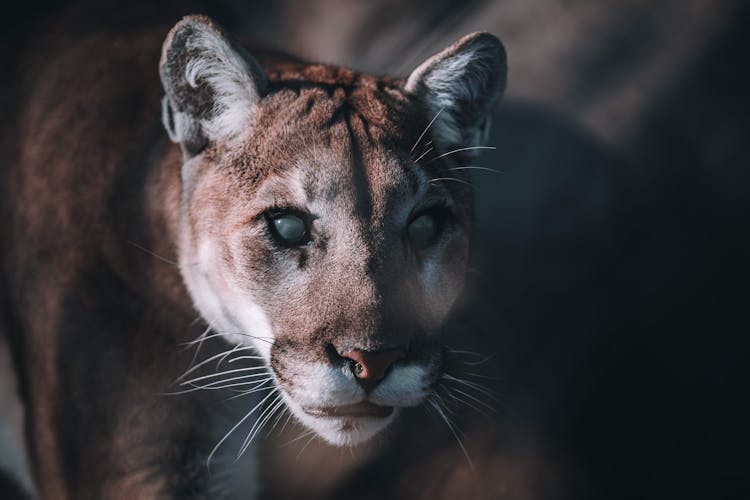 Cougar In Close Up