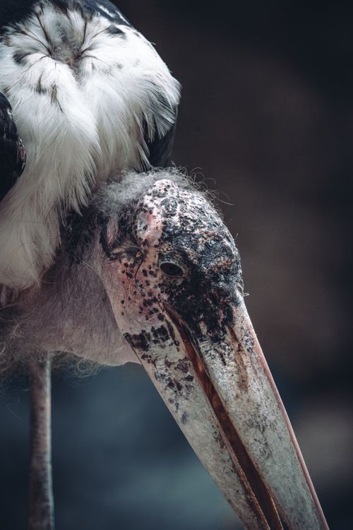 Free Detailed close-up of a Marabou Stork highlighting its unique features in natural environment. Stock Photo