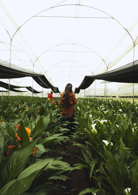Woman walking through a lush greenhouse in El Carmen de Viboral, Antioquia, Colombia.