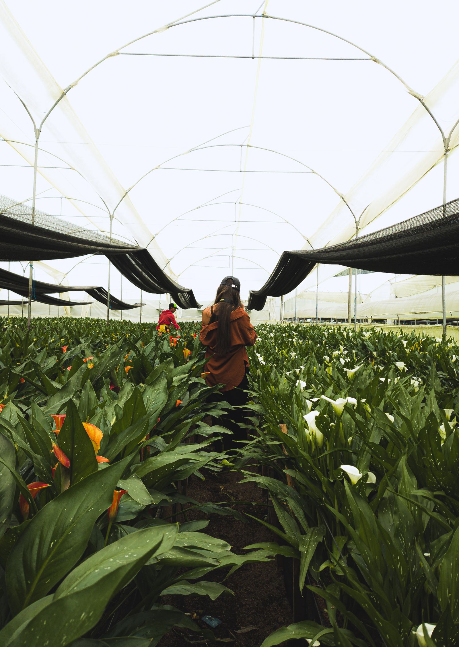 Mujer entre plantas en un invernadero