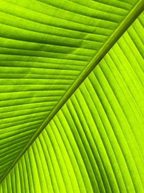 Free Close-up of a fresh, vibrant green banana leaf showcasing patterns in Batumi, Georgia. Stock Photo