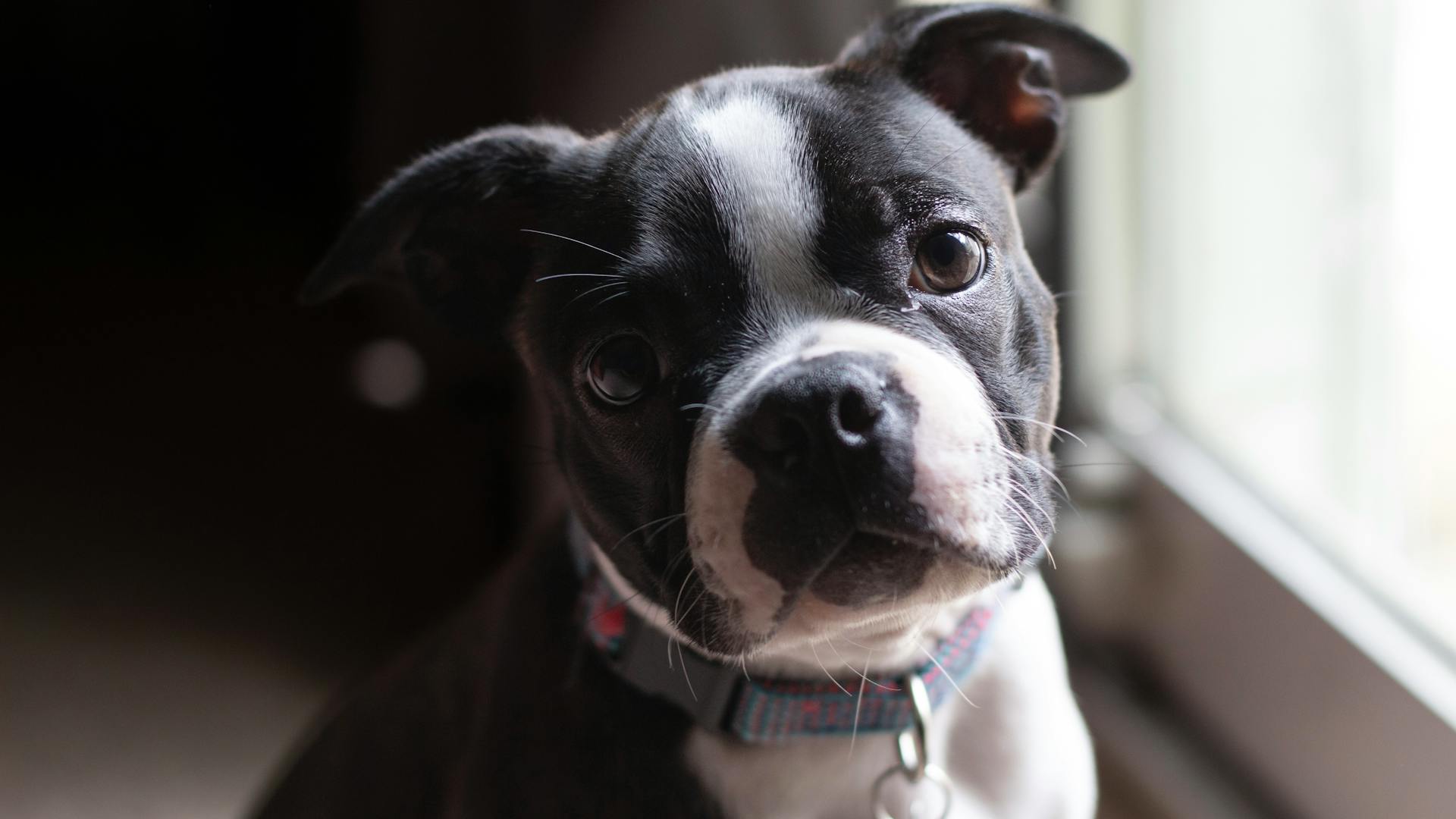 Portrait of Boston Terrier Dog