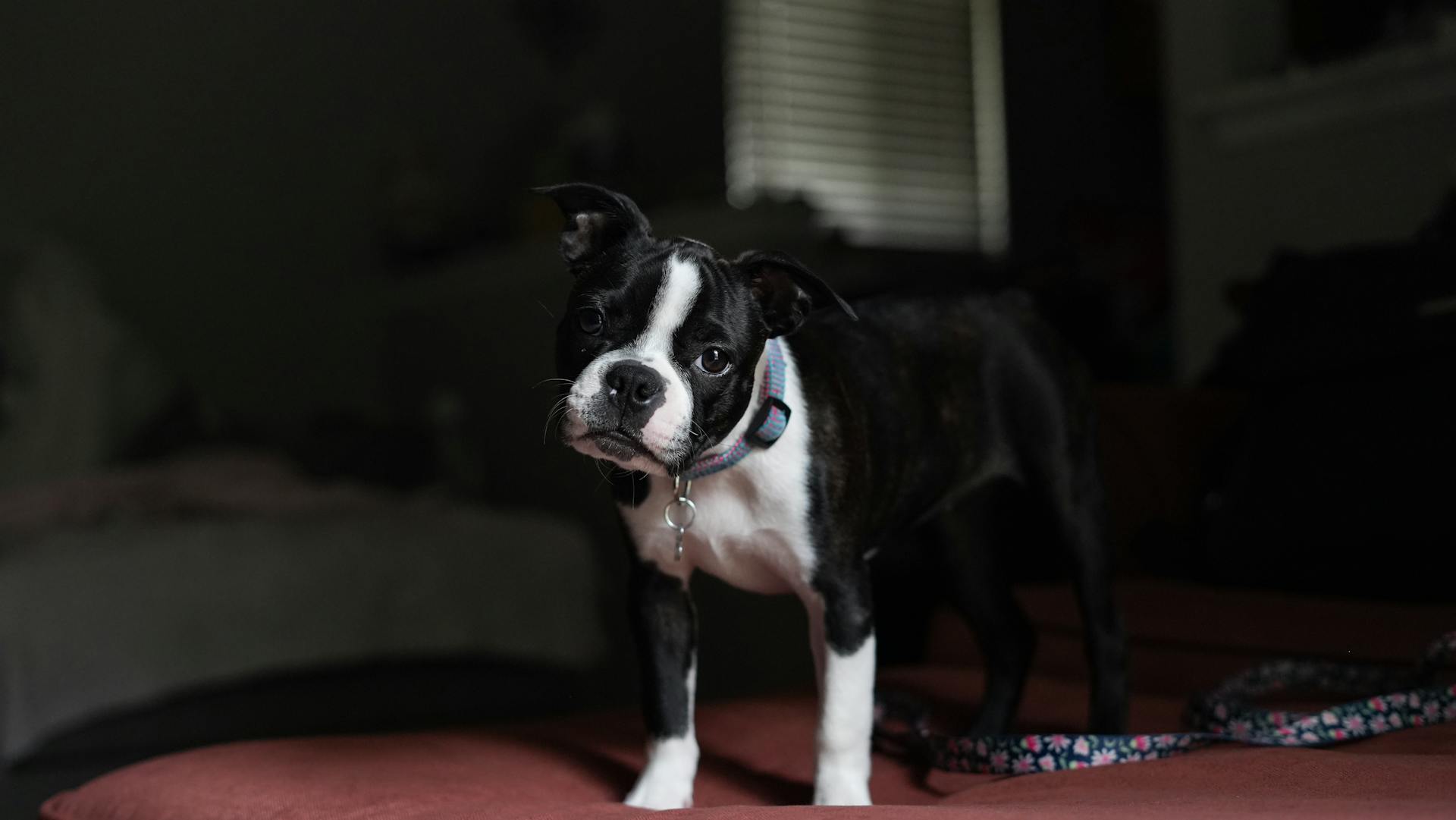 Boston Terrier in Bedroom