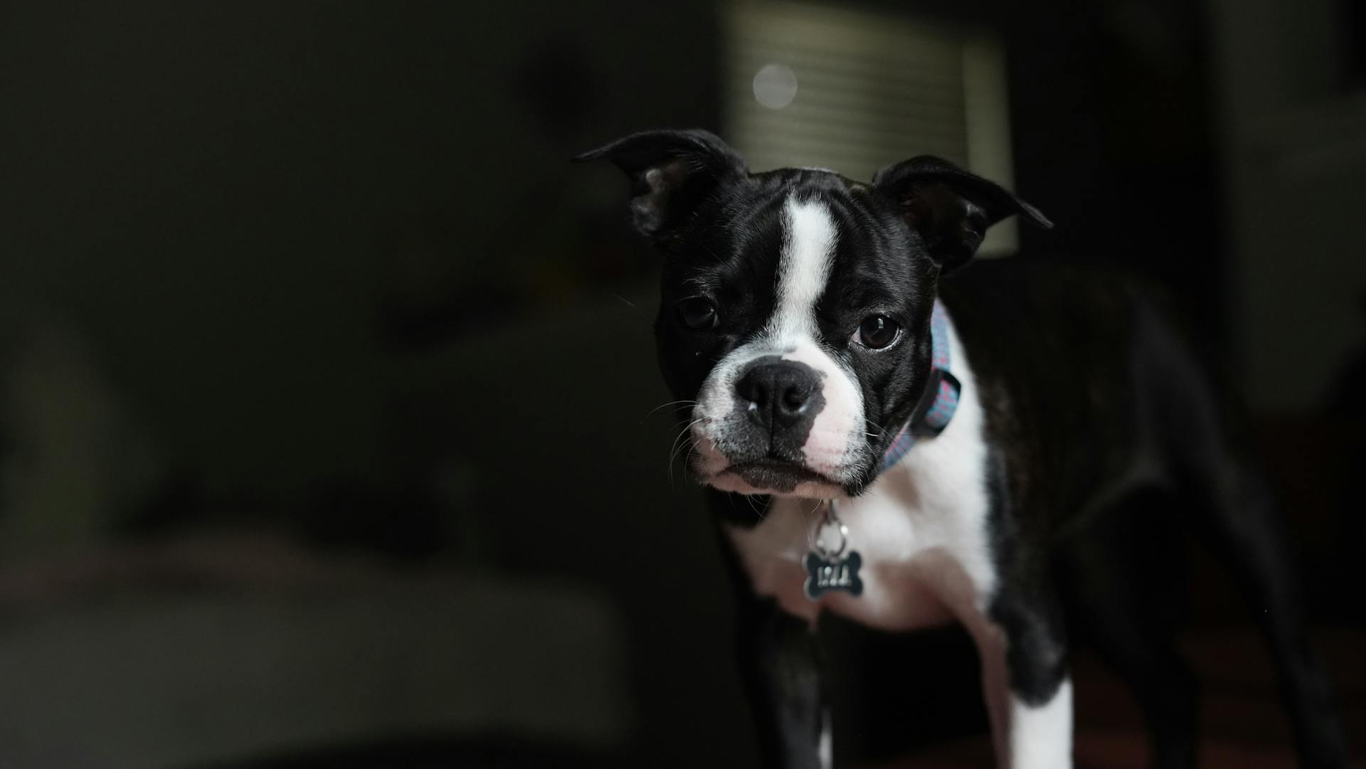 Starring Boston Terrier