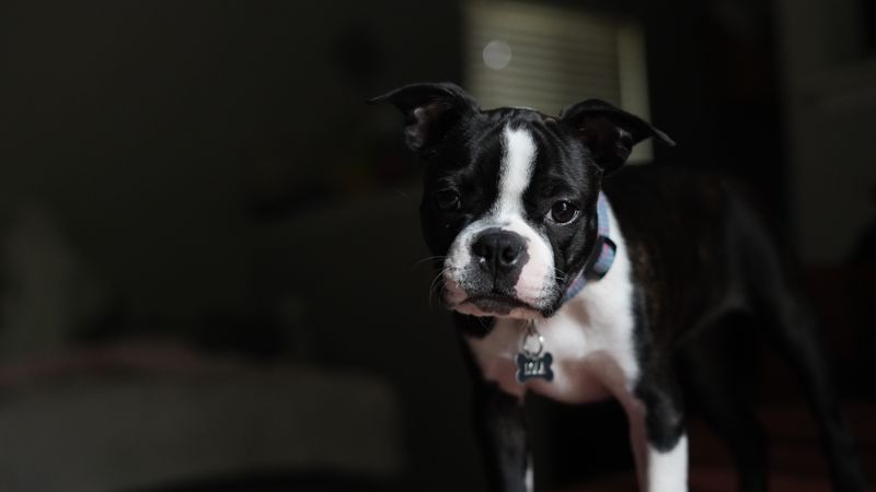 Milo - photo 1