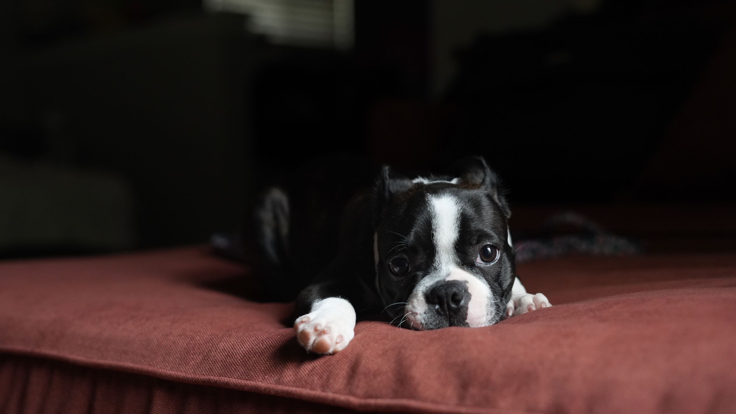 Cute Boston Terrier puppy lying on a cushion indoors, capturing a moment of relaxation.