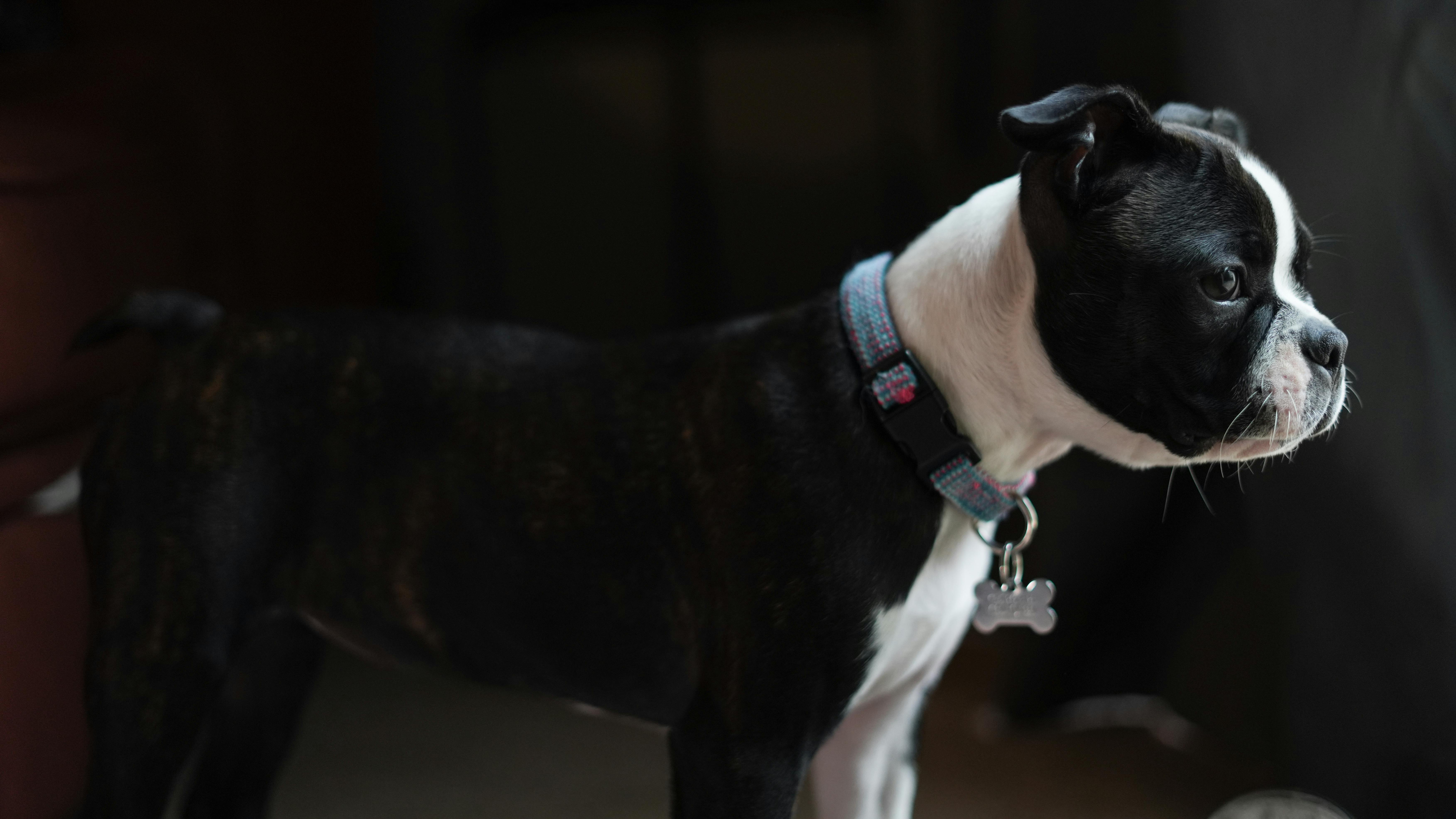 Selective Focus of Boston Terrier