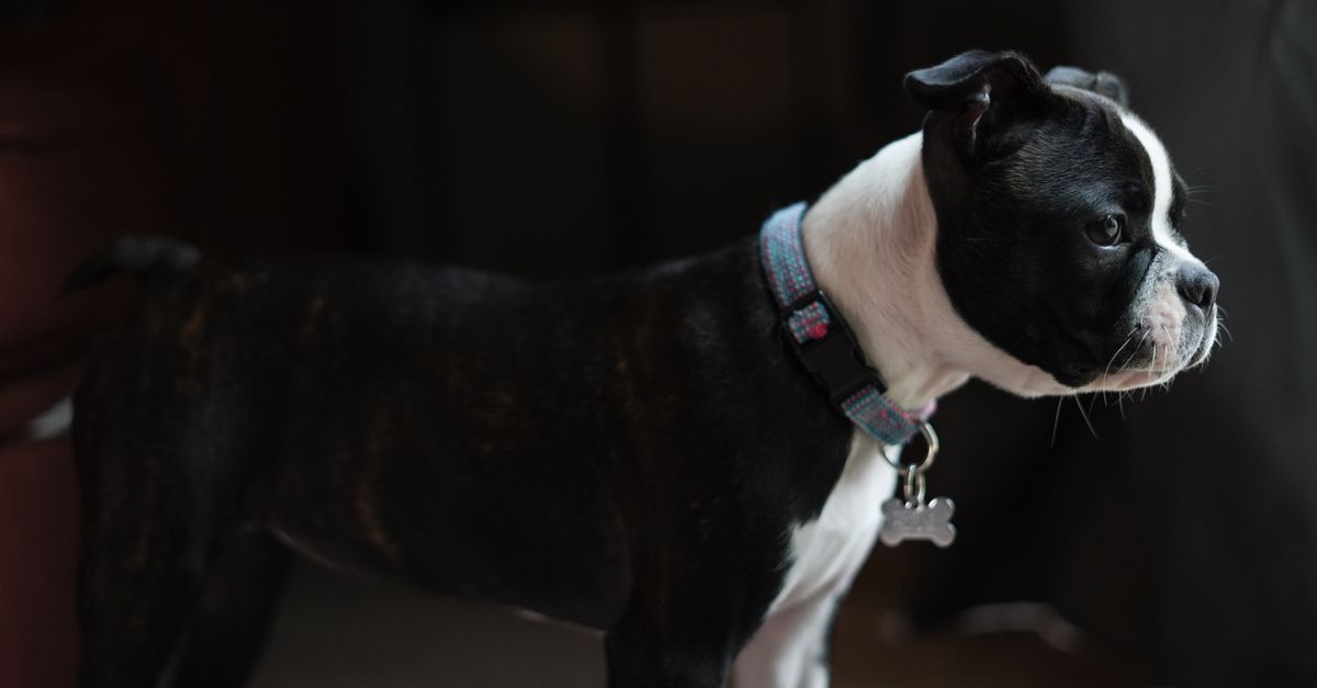 Boston Terrier em pé dentro de casa com uma expressão focada e uma tag de coleira visível.
