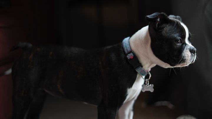 Carve a Boston Terrier Pumpkin Stencil for Halloween Fun