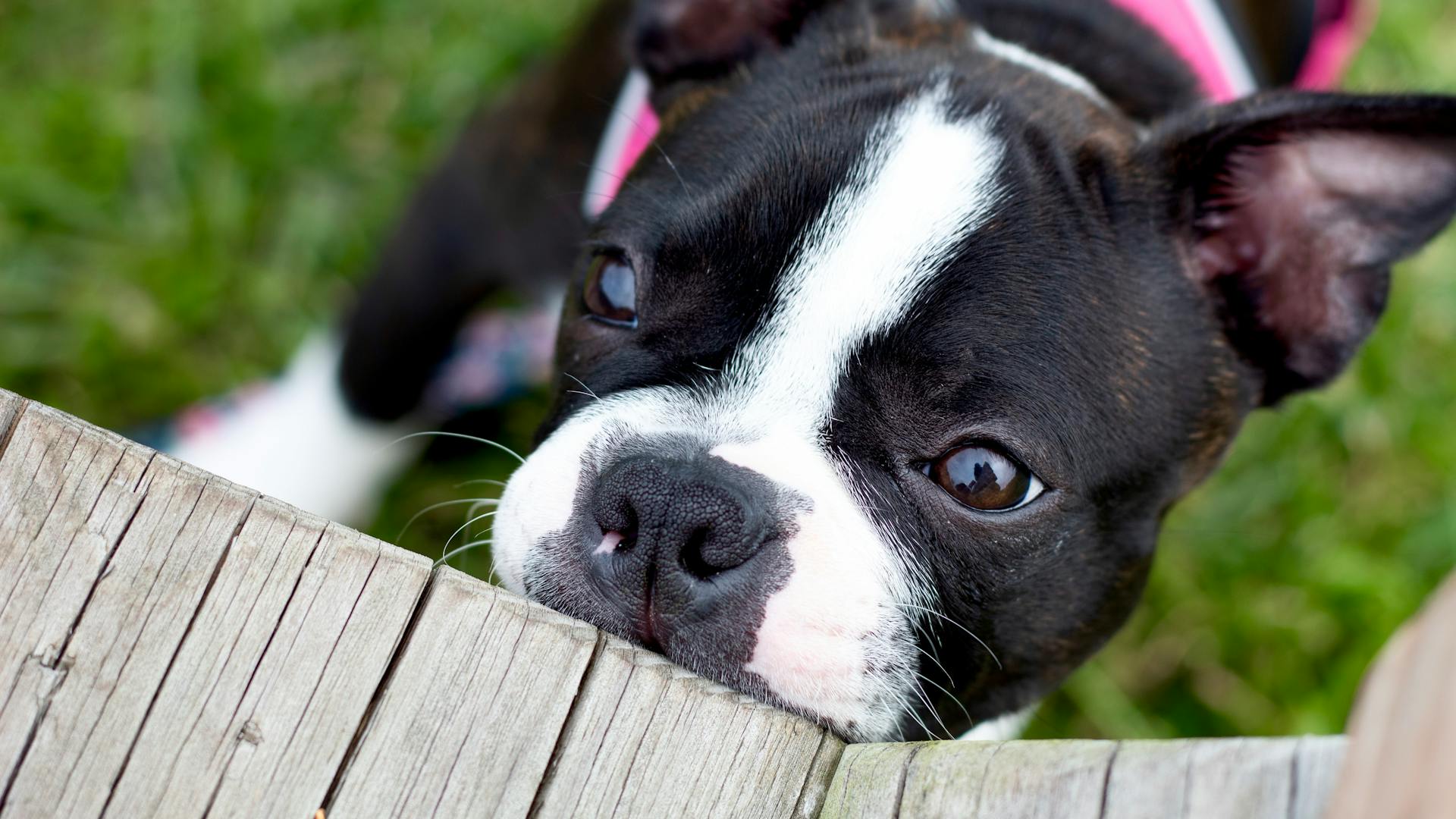 Playful Boston Terrier